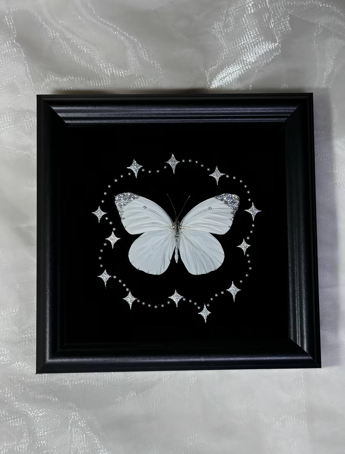 EIRA Prioneris thestylis Specimen Frame