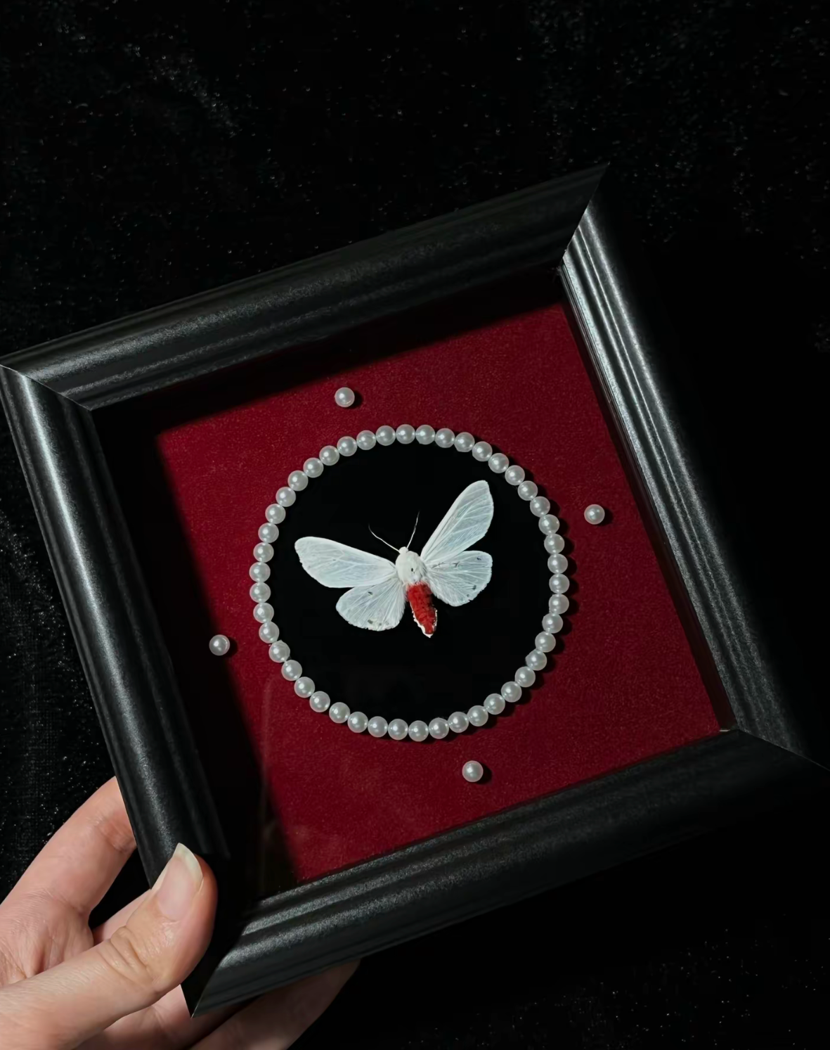 EIRA Spilarctia subcarnea Specimen Frame