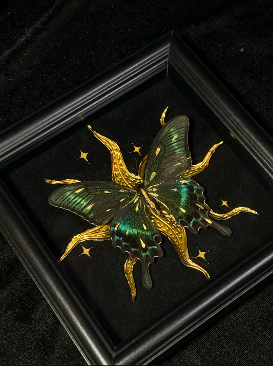 EIRA Papilio bianor Specimen Frame