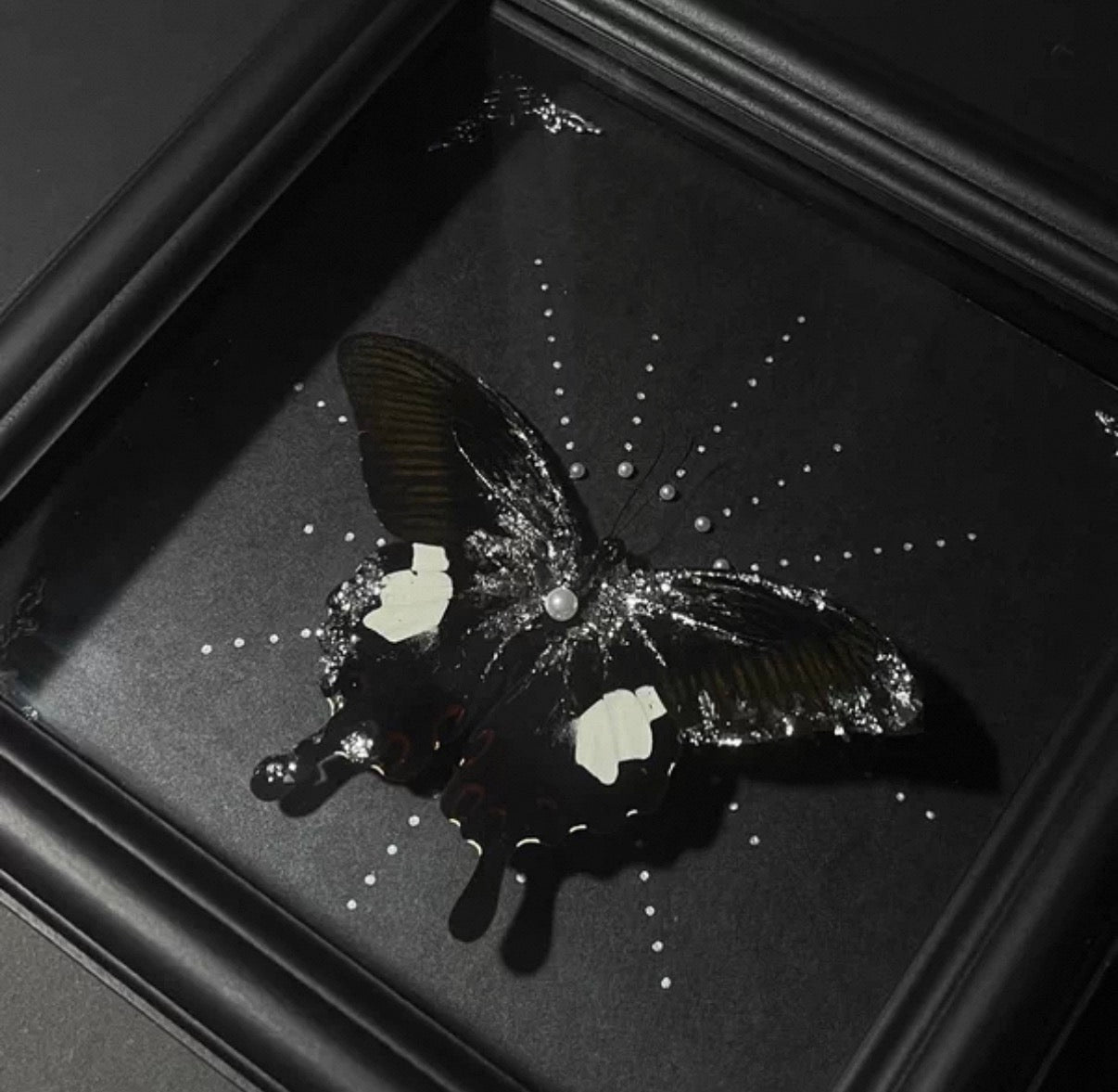 EIRA Papilio nephelus Specimen Frame