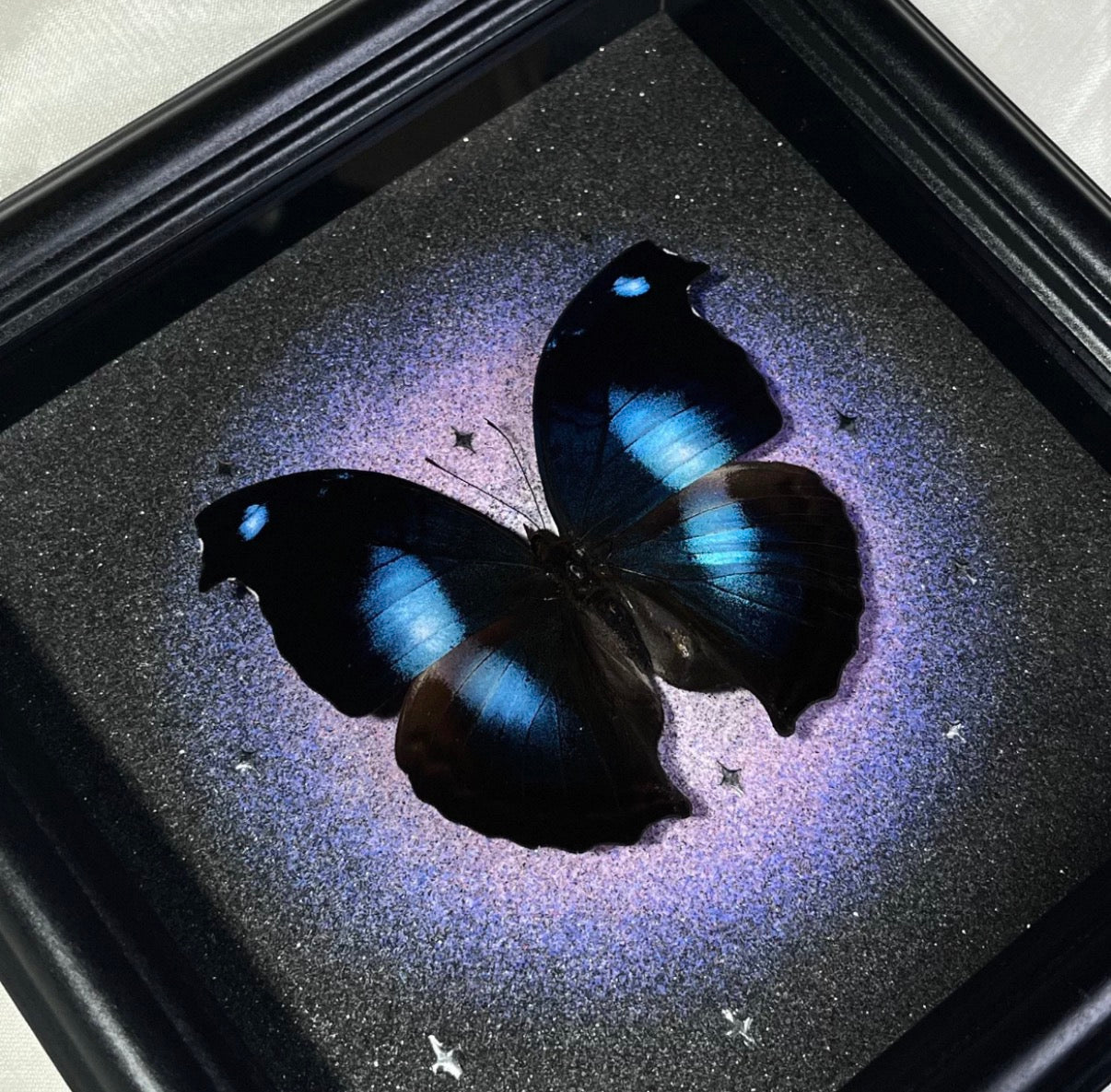EIRA Papilio rumanzovia Specimen Frame