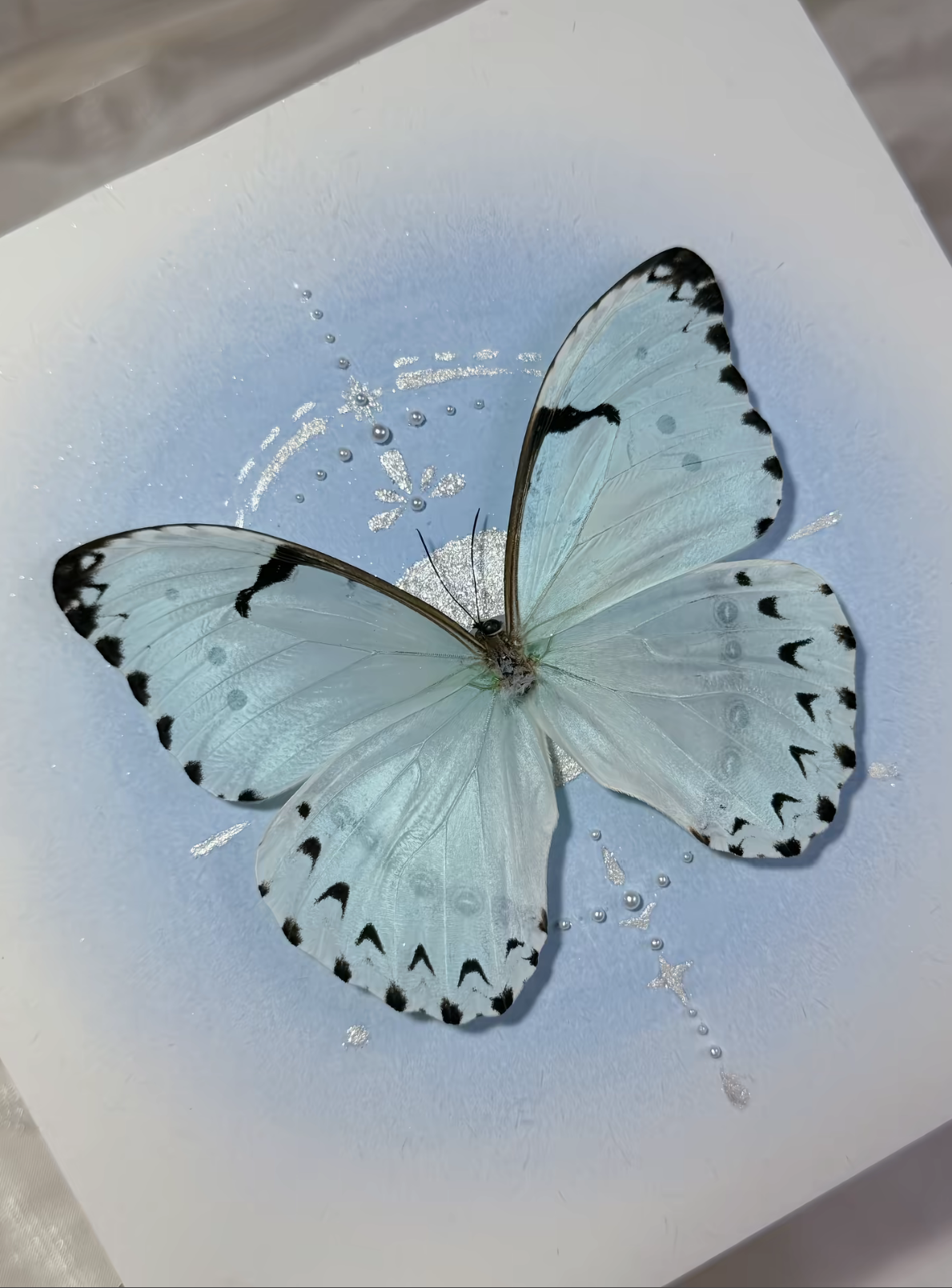 EIRA Morpho whitei Specimen Frame