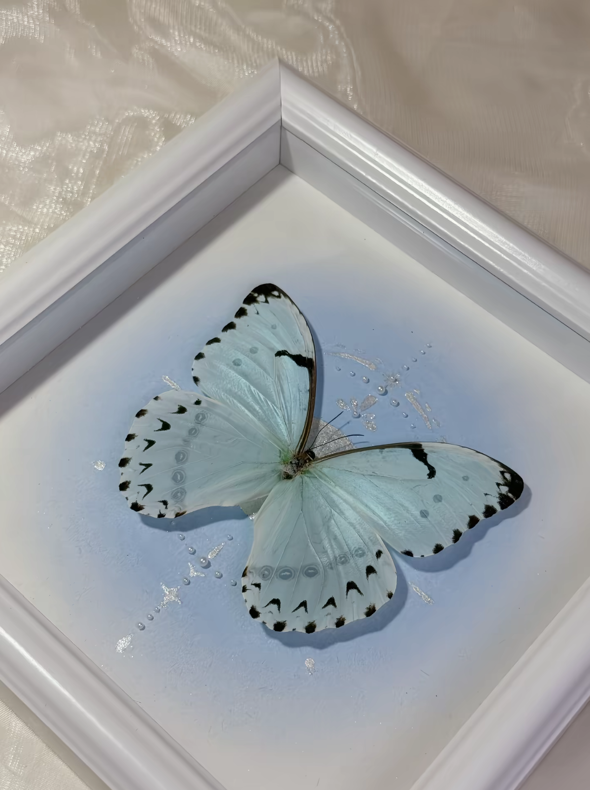 EIRA Morpho whitei Specimen Frame