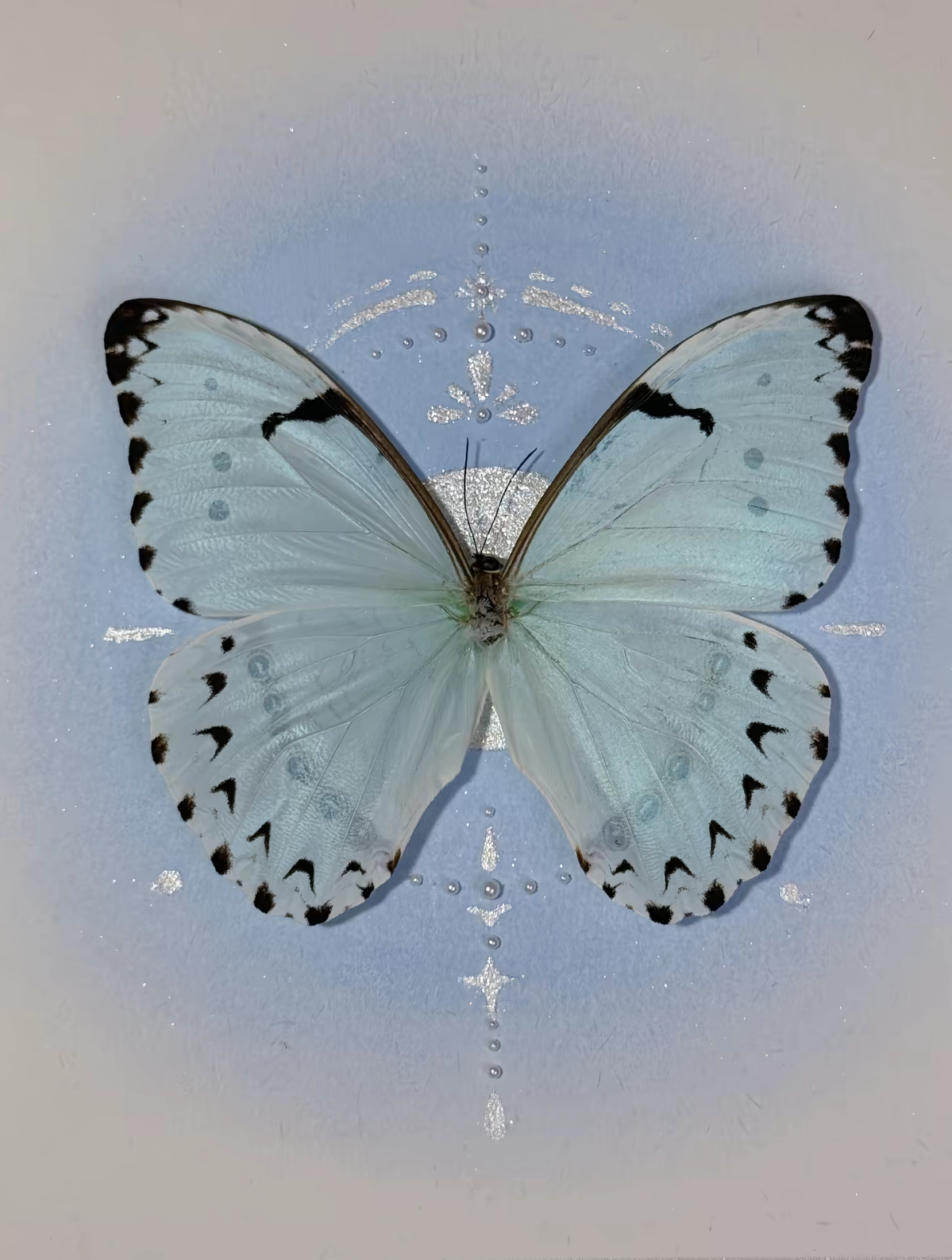 EIRA Morpho whitei Specimen Frame