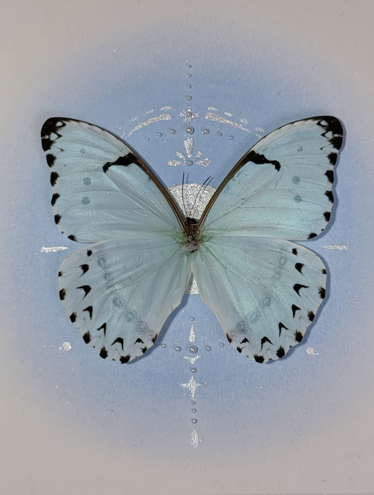 EIRA Morpho whitei Specimen Frame