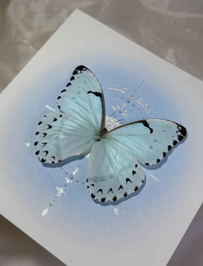 EIRA Morpho whitei Specimen Frame