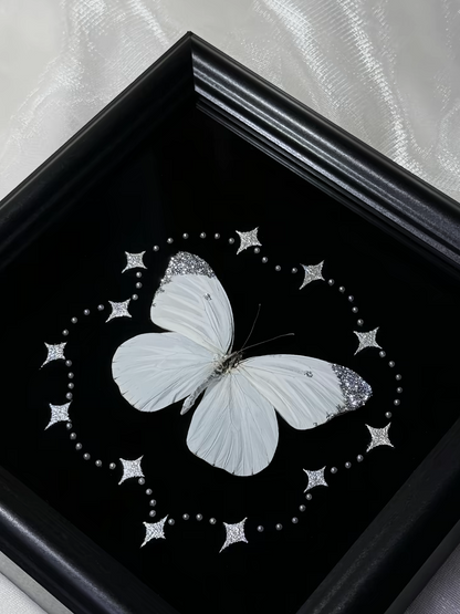 EIRA Prioneris thestylis Specimen Frame