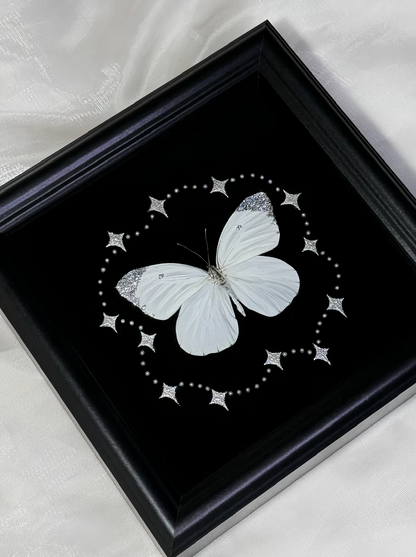 EIRA Prioneris thestylis Specimen Frame