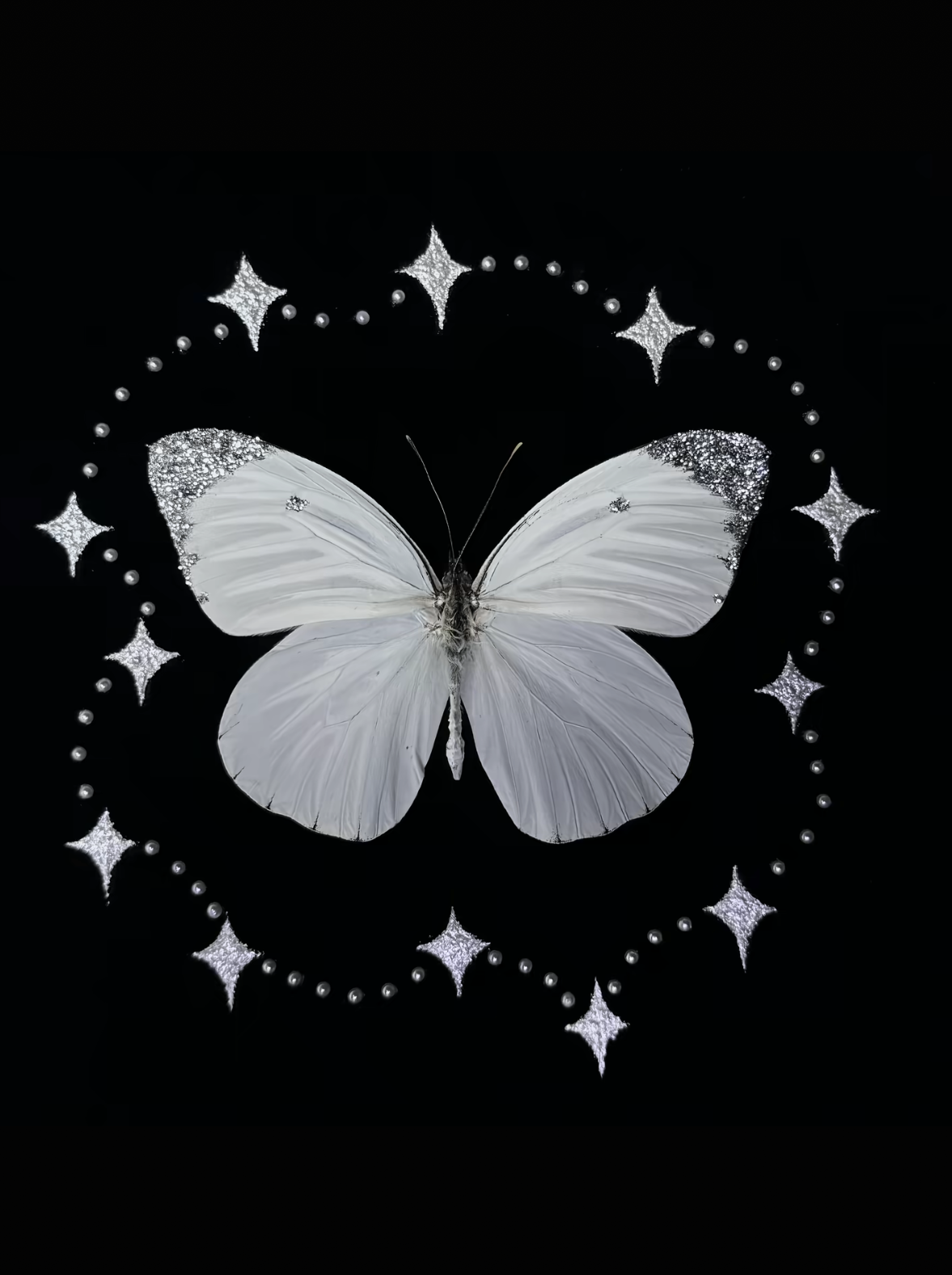 EIRA Prioneris thestylis Specimen Frame
