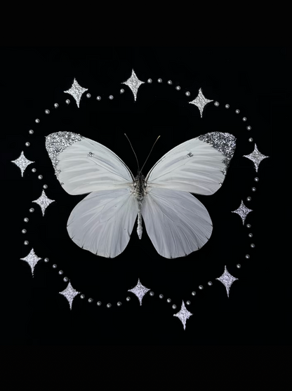 EIRA Prioneris thestylis Specimen Frame