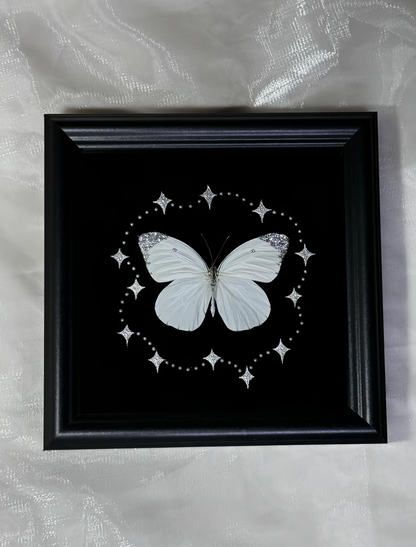 EIRA Prioneris thestylis Specimen Frame