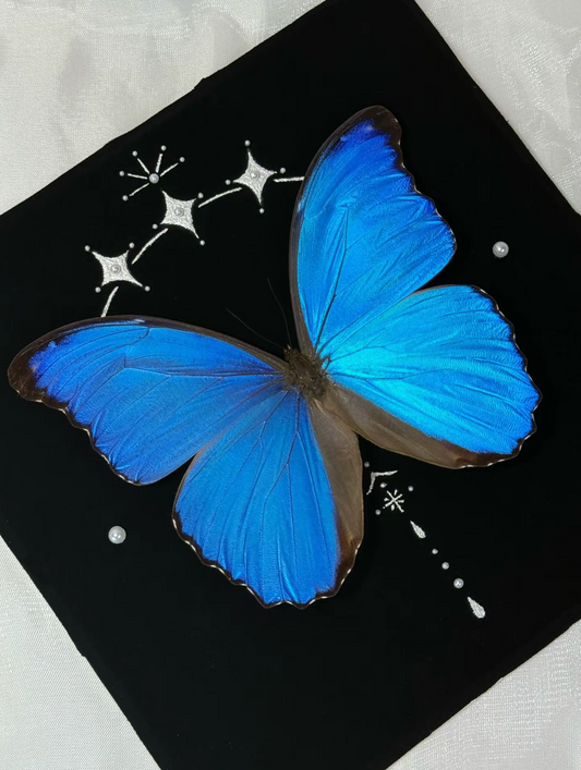 EIRA Morpho menelaus Specimen Frame