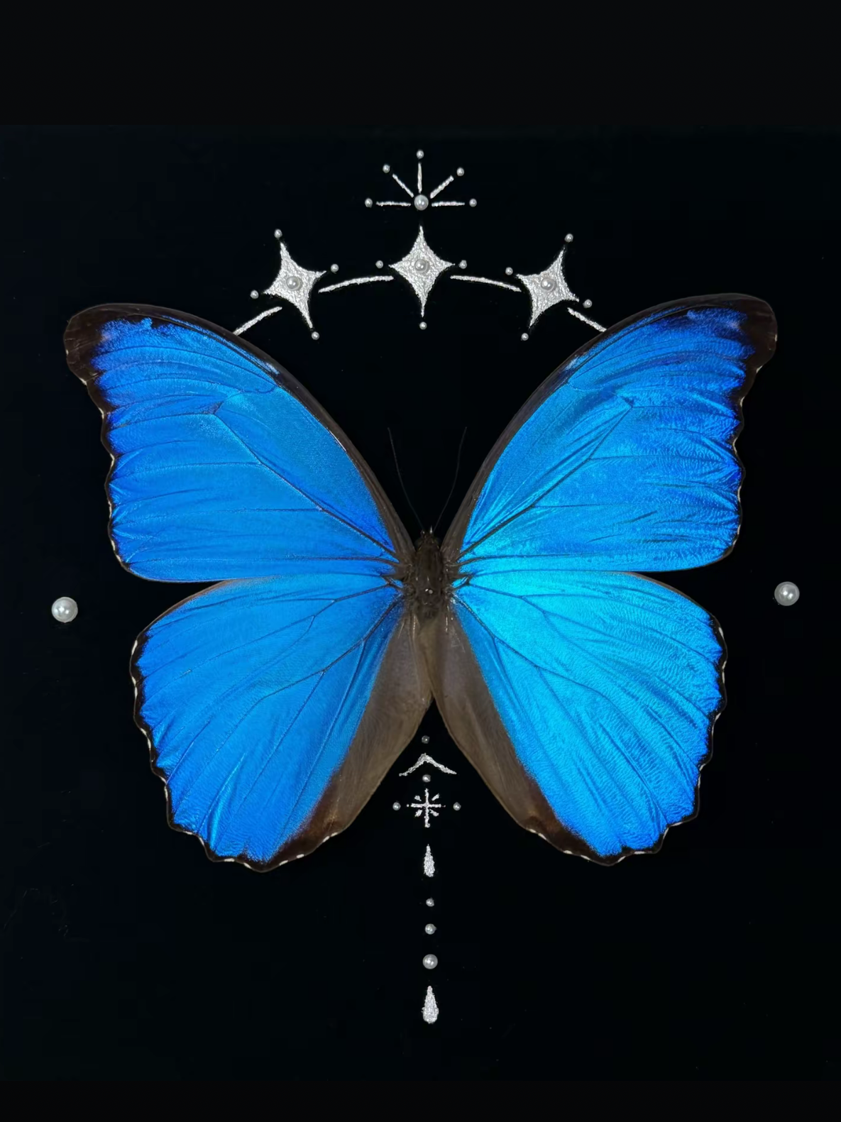 EIRA Morpho menelaus Specimen Frame