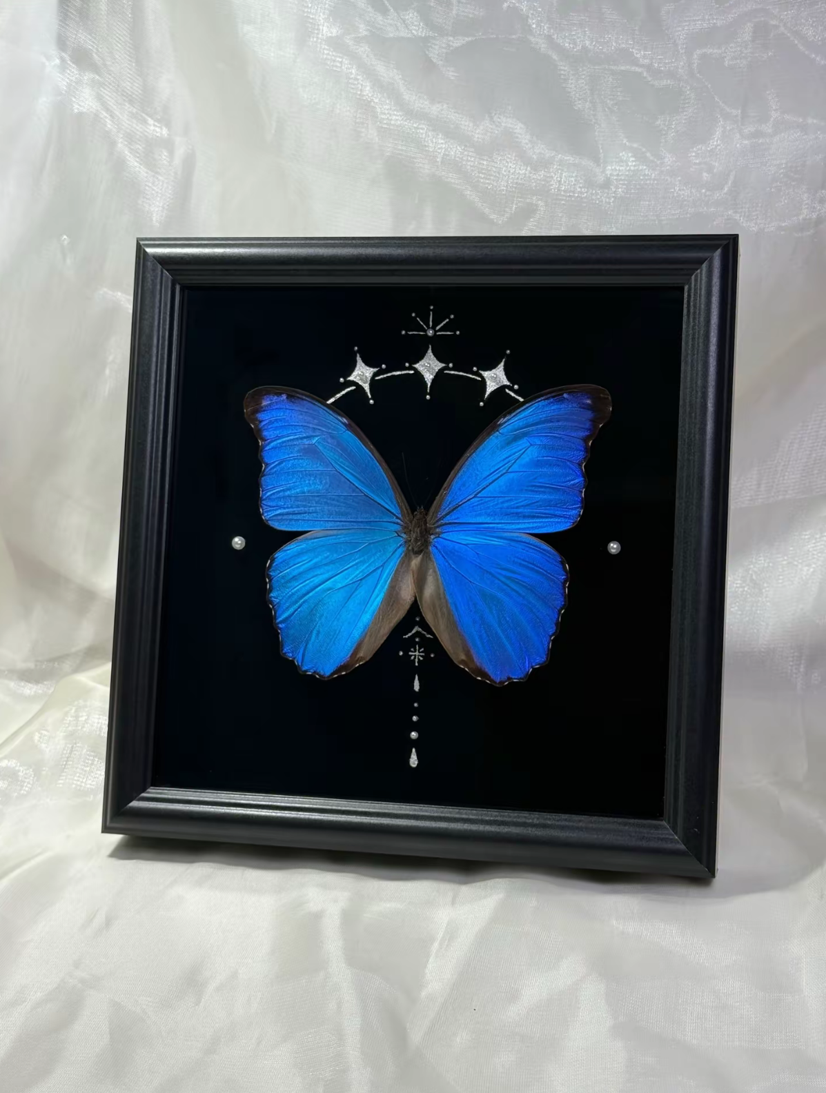EIRA Morpho menelaus Specimen Frame