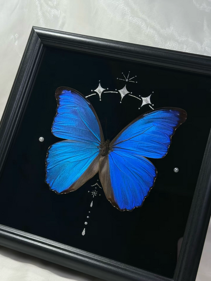 EIRA Morpho menelaus Specimen Frame