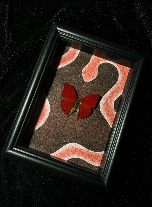 EIRA Cymothoe sangaris Specimen Frame