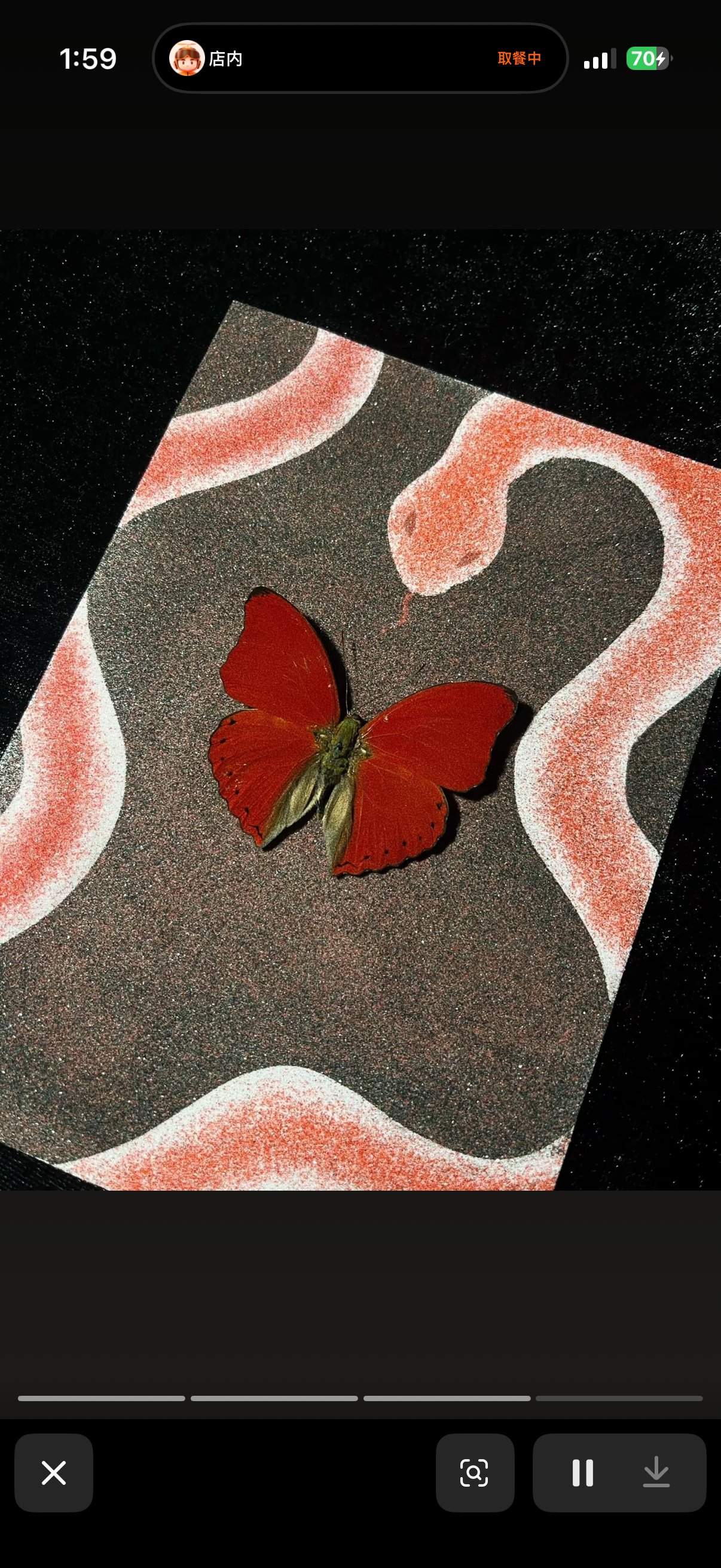 EIRA Cymothoe sangaris Specimen Frame
