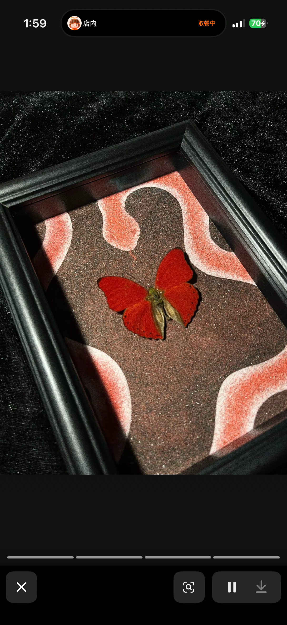 EIRA Cymothoe sangaris Specimen Frame