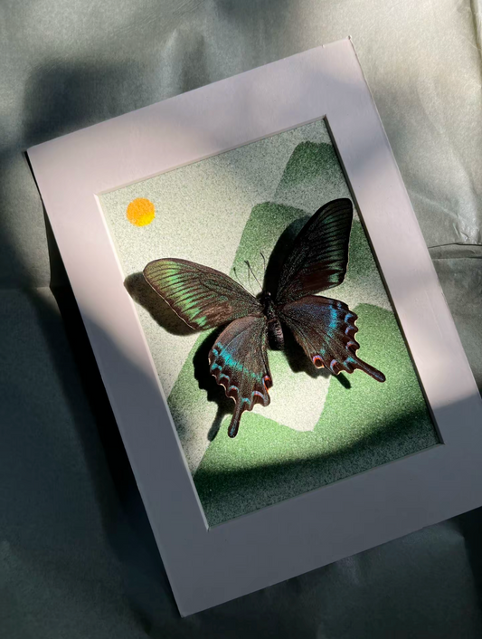 EIRA Papilio bianor Specimen Frame