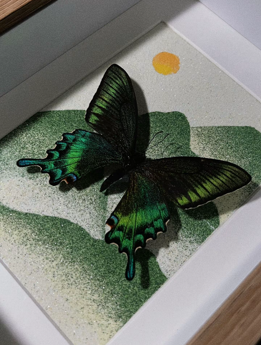 EIRA Papilio bianor Specimen Frame