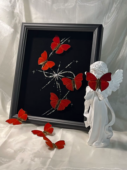 EIRACymothoe sangaris Specimen Frame