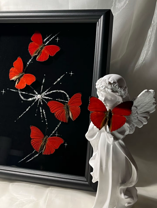 EIRACymothoe sangaris Specimen Frame