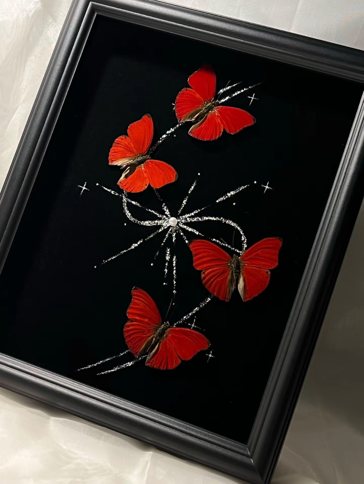EIRACymothoe sangaris Specimen Frame
