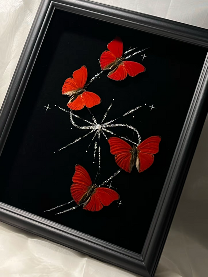 EIRACymothoe sangaris Specimen Frame