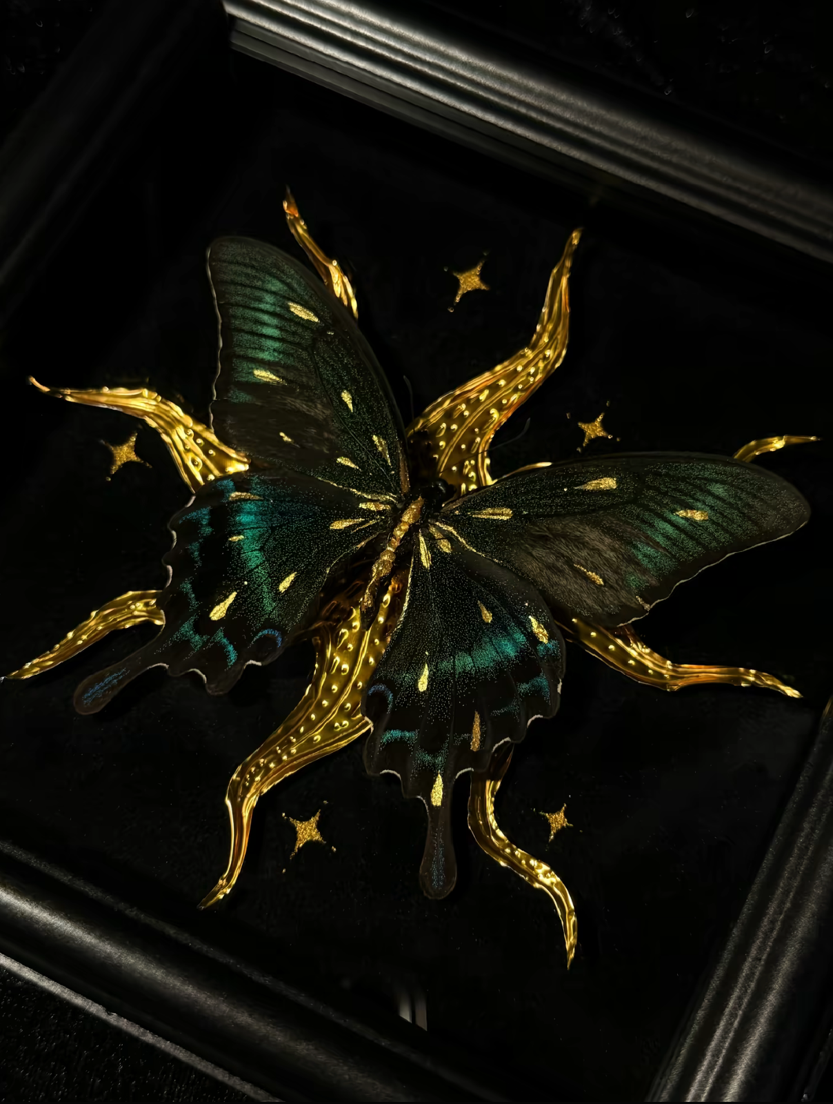 EIRA Papilio bianor Specimen Frame