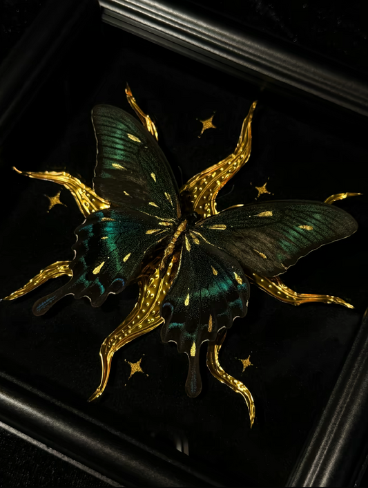 EIRA Papilio bianor Specimen Frame