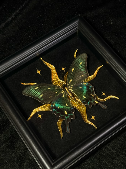 EIRA Papilio bianor Specimen Frame