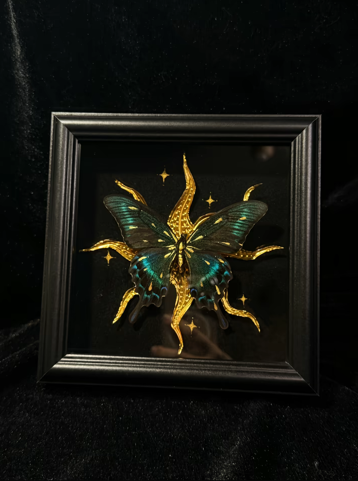 EIRA Papilio bianor Specimen Frame