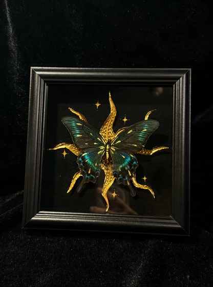 EIRA Papilio bianor Specimen Frame