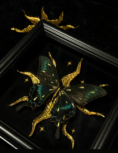 EIRA Papilio bianor Specimen Frame