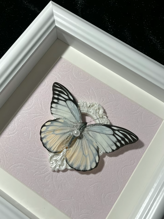 EIRA Prioneris thestylis Specimen Frame