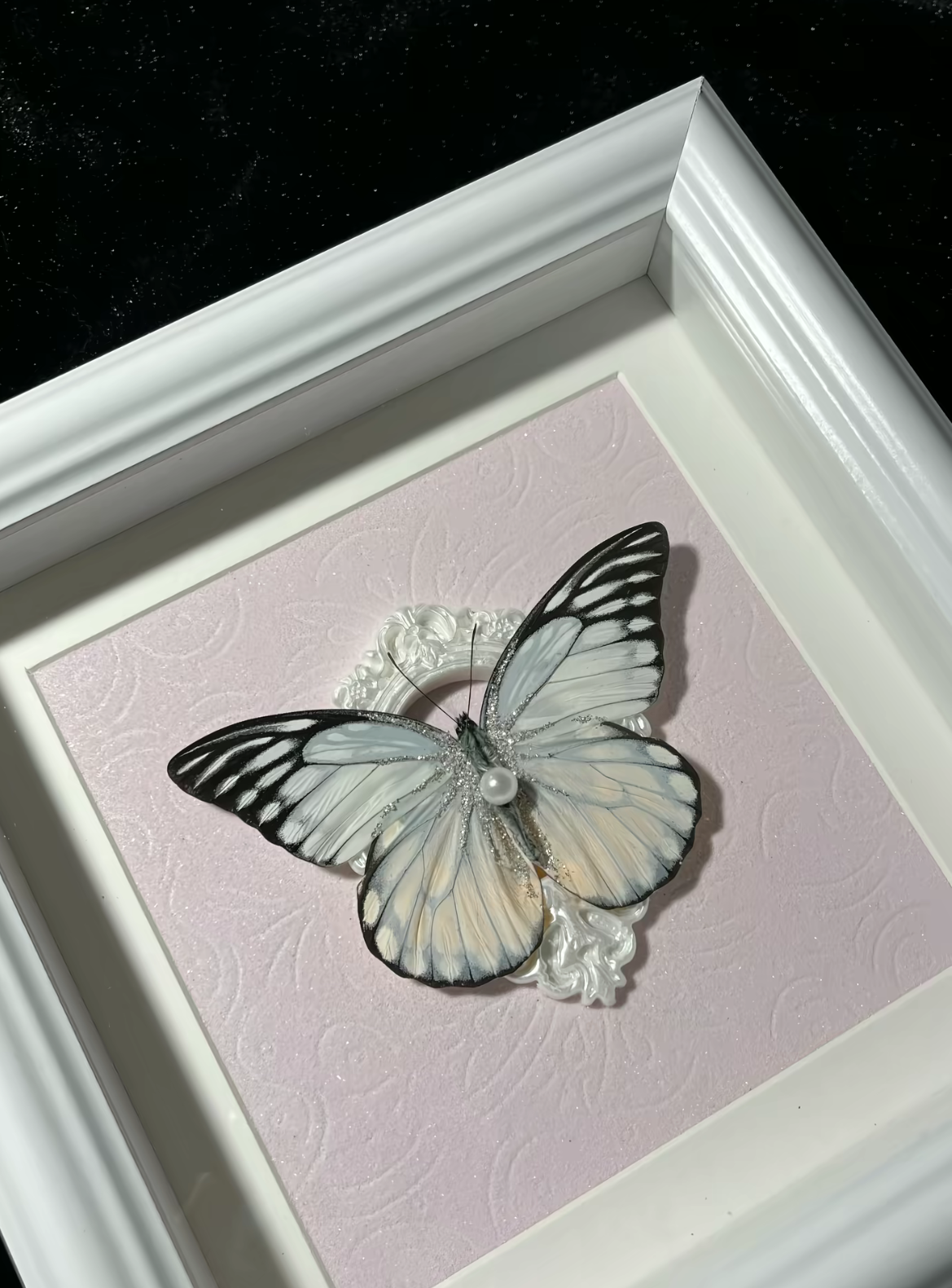 EIRA Prioneris thestylis Specimen Frame