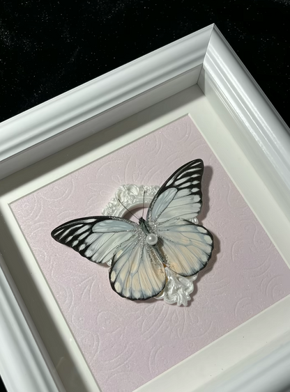EIRA Prioneris thestylis Specimen Frame
