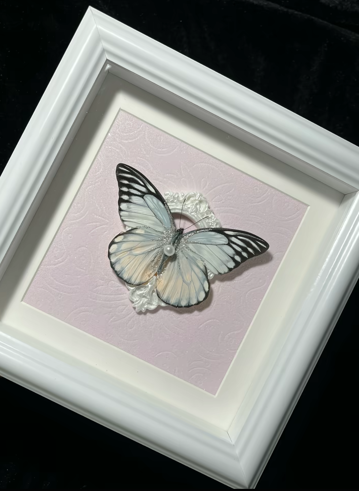 EIRA Prioneris thestylis Specimen Frame