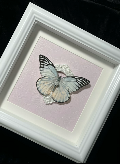 EIRA Prioneris thestylis Specimen Frame