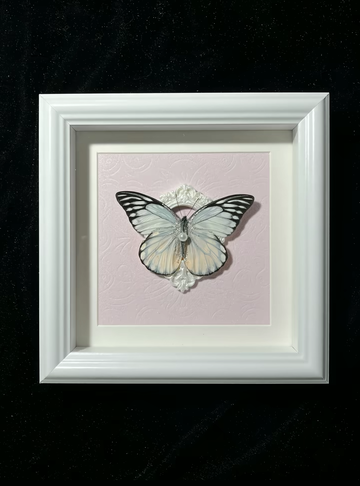 EIRA Prioneris thestylis Specimen Frame