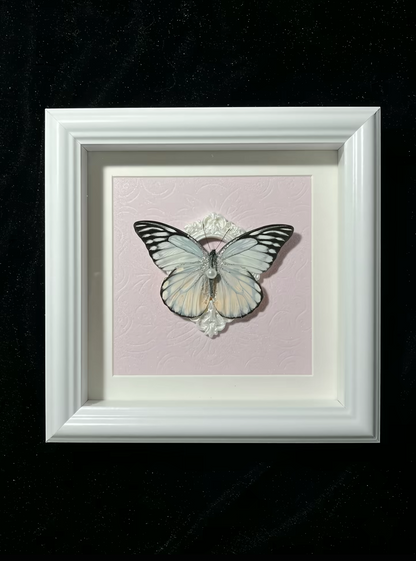 EIRA Prioneris thestylis Specimen Frame