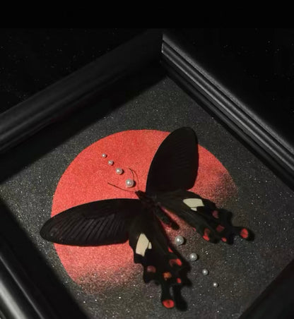 EIRA  Byasa alcinous Specimen Frame