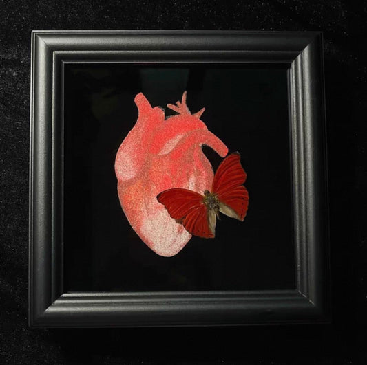 EIRA Cymothoe sangaris Specimen Frame
