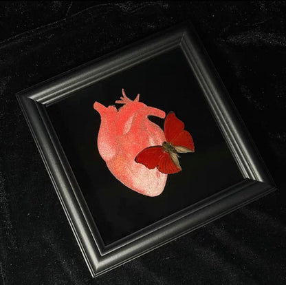 EIRA Cymothoe sangaris Specimen Frame