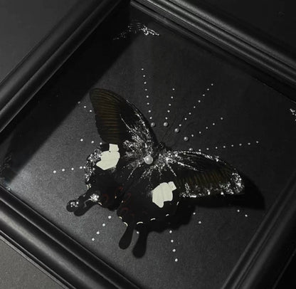 EIRA Papilio nephelus Specimen Frame