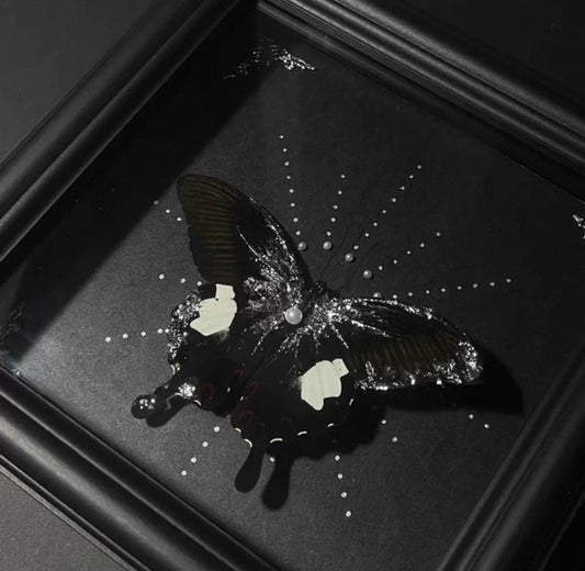 EIRA Papilio nephelus Specimen Frame