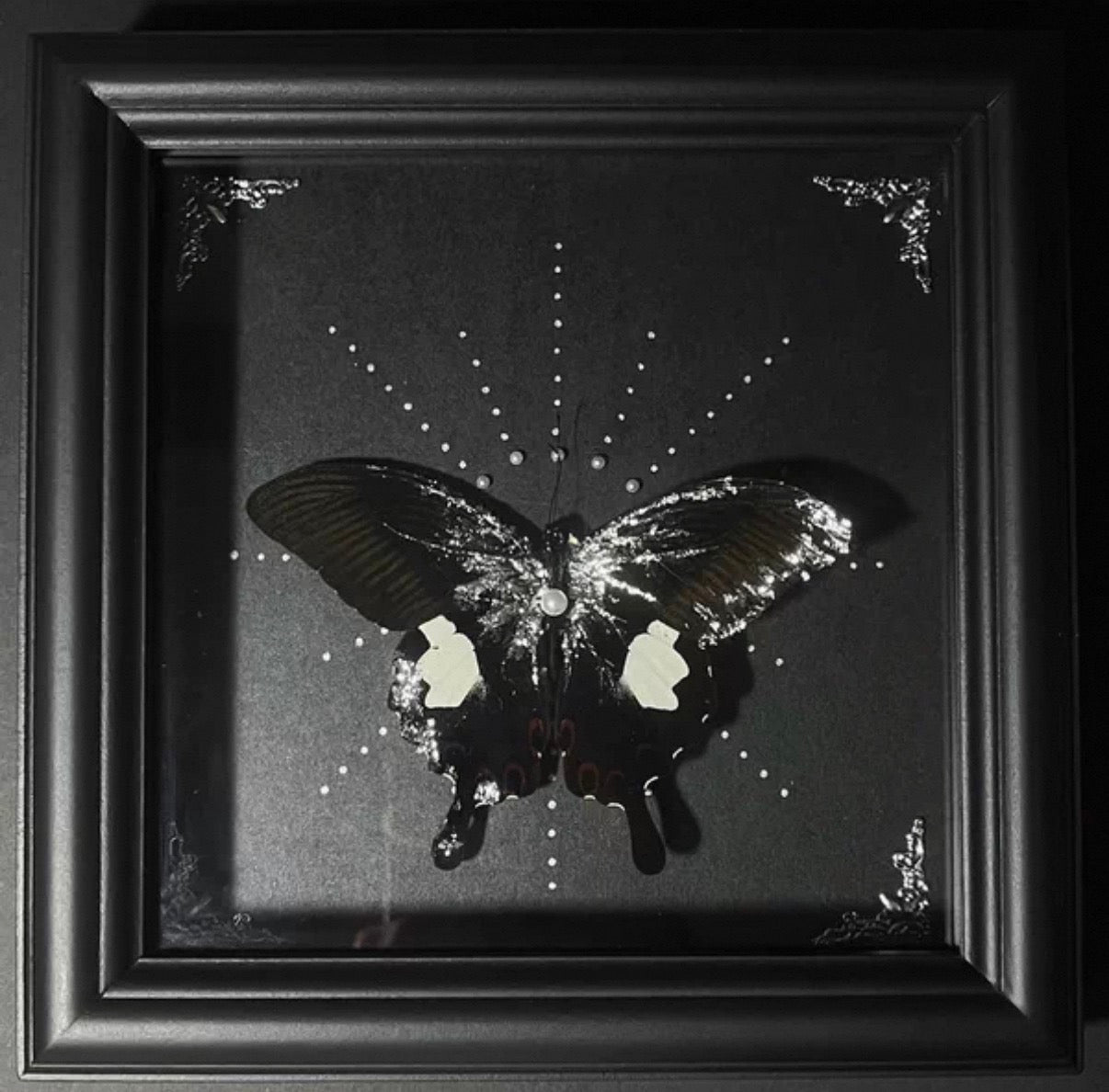 EIRA Papilio nephelus Specimen Frame