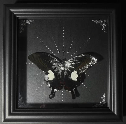 EIRA Papilio nephelus Specimen Frame