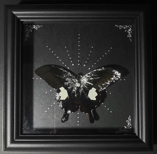 EIRA Papilio nephelus Specimen Frame