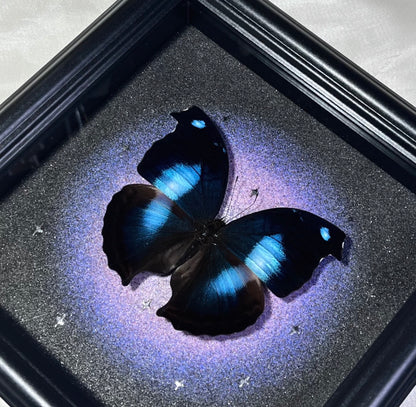 EIRA Papilio rumanzovia Specimen Frame
